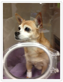 Multi-system failure in pets
