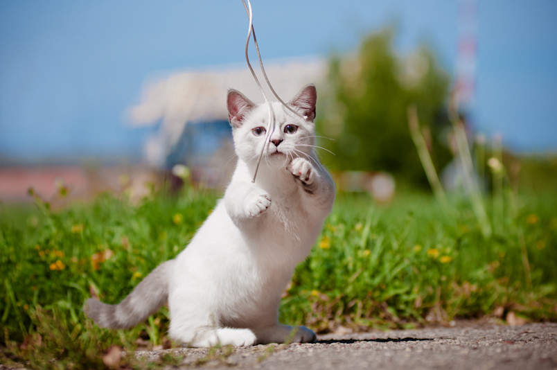 A playful Munchkin cat uses its short legs to bat at strings, set against a lush background of green grass and vibrant flowers. This scene captures the unique charm of Munchkin cats as they enjoy playtime outdoors.