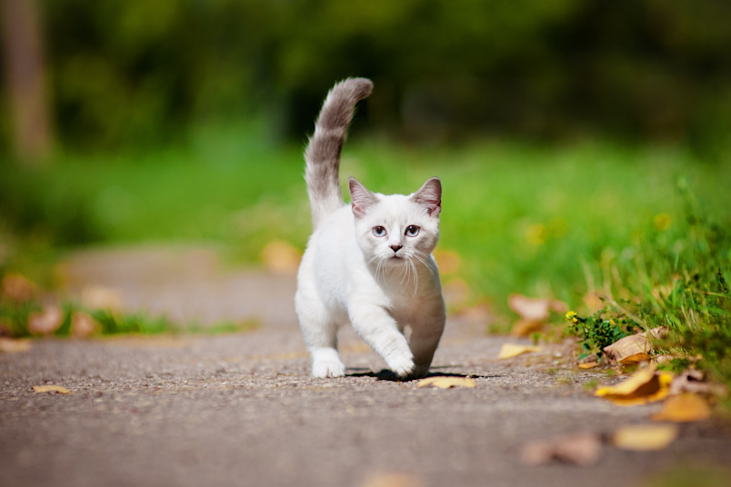 An adorable short legged munchkin cat walking along a field of grass.
