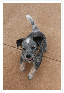 New Puppy Checklist