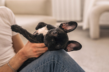 a puppy with his owner during the first 48 hours he was brought home