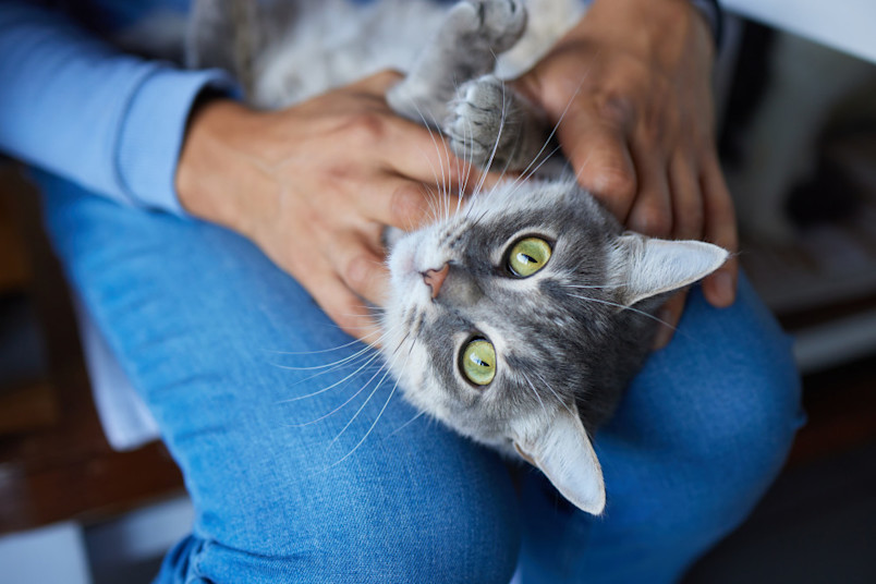 Owner holding emotional support cat