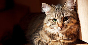 pain-in-cats