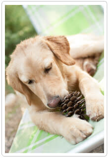Pica in Pets