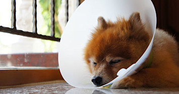 Pomeranian resting in cone after neuter surgery