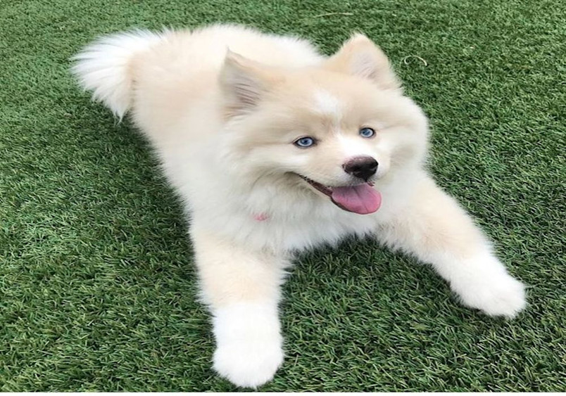 A Pomsky dog with striking blue eyes is happily lying on green grass, showcasing the adorable blend of Pomeranian and Husky traits.