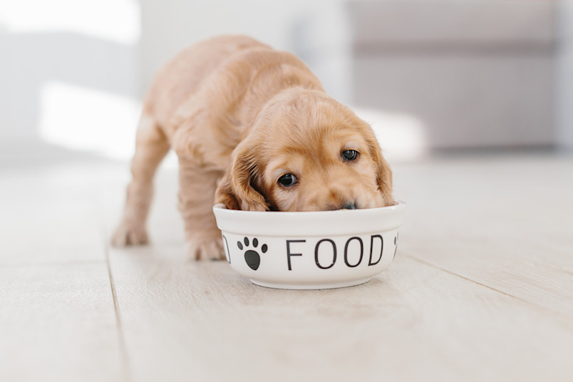 Puppy Eating Dog Food
