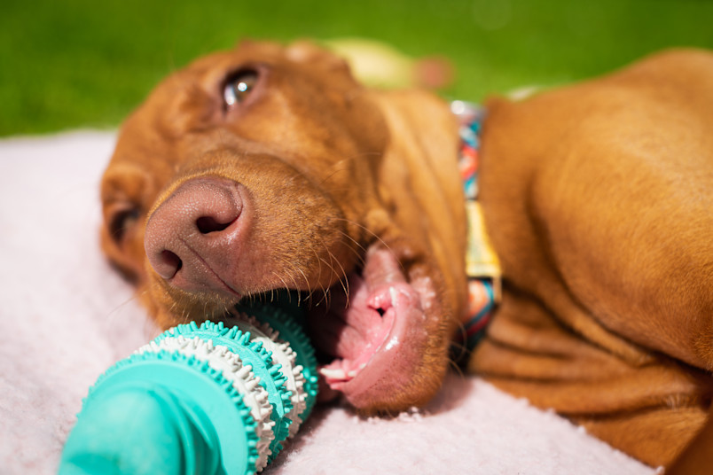 Puppy Using Teething Toy