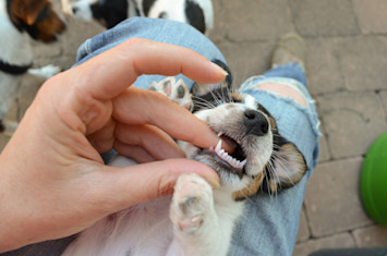 Person Checking on Puppy's Teething
