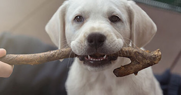 Puppy Teething