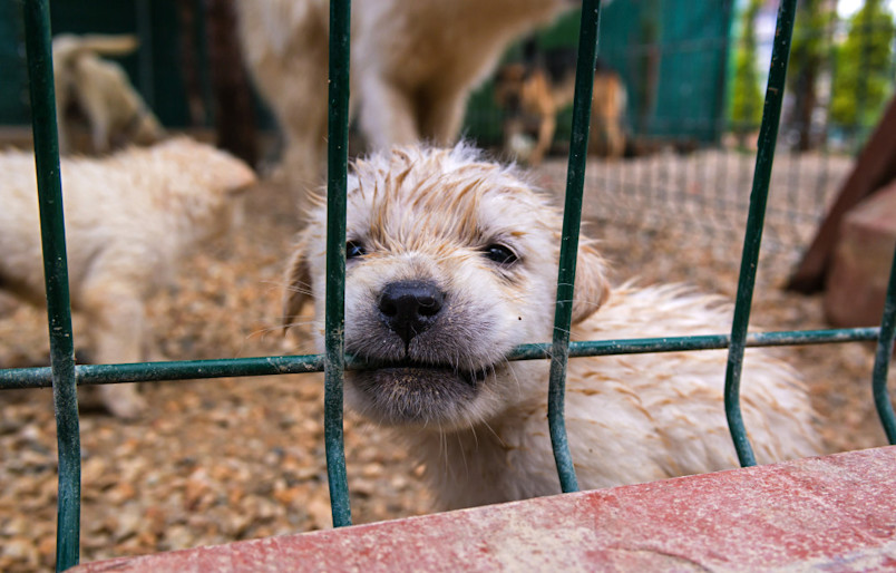 Puppy mill puppy