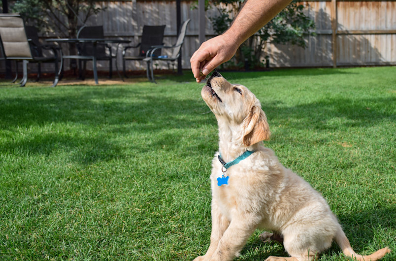 Puppy outside with owner