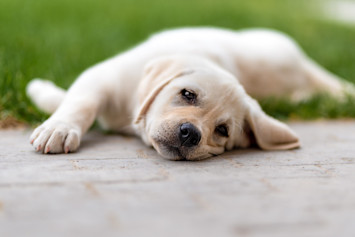 Puppy laying outside looking tired, like me might have parvo.
