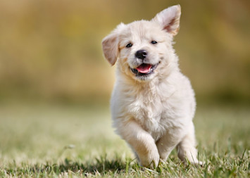 Puppy running outside