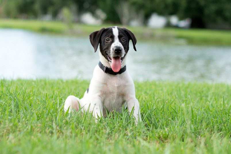 Potty training puppy