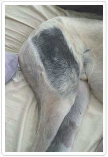 Radiation Hair Loss Mastiff
