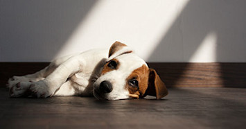 sad dog on wood floor