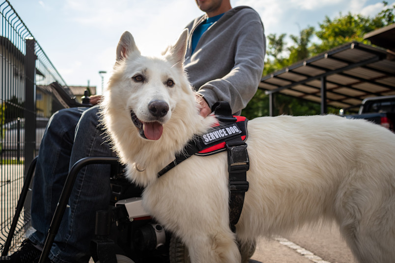 Service Dog Assisting Owner in Wheelchair