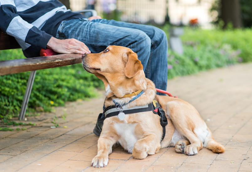 Service Dog Watching Owner