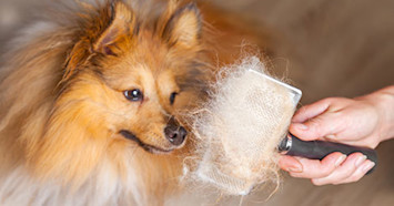 Sheltie being groomed
