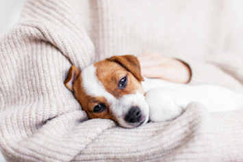 A puppy who has recently been throwing up resting in his parent's arms.