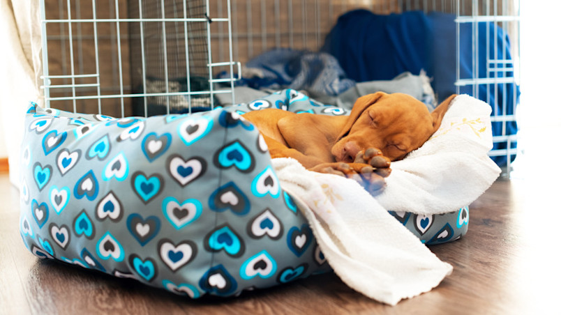 A puppy resting in bed after his parvo shot