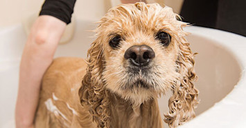 skunk spray on dog