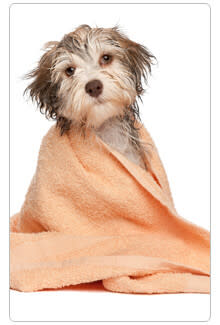 A little spring cleaning for your pet can go a long way.