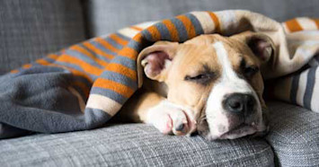 Pet Stomach Ache