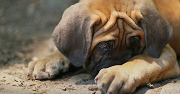 Stressed Dog
