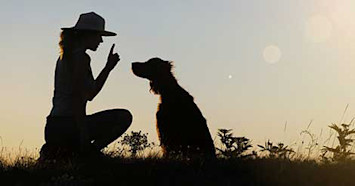 training blind or deaf dog