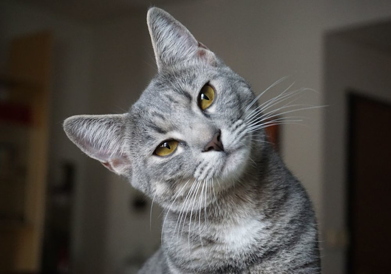 A sleek gray tabby male cat tilts his head inquisitively indoors, an ideal photo for finding male cat names, kitten names, or unique boy cat names.