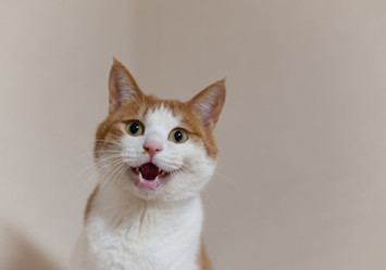 An expressive orange and white cat mid-meow with bright eyes and perky ears, great for inspiration on cute cat names and cat names for boys or girls.