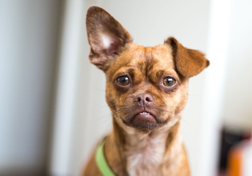 A professional portrait of a full-grown Chug (Chihuahua-Pug mix) with a reddish-brown coat and distinctive facial features. The dog has one upright ear and one folded ear, large expressive eyes typical of the Chug breed, and a slightly wrinkled muzzle showcasing both its Chihuahua and Pug heritage.