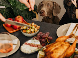 An eager dog sits at a Thanksgiving table laden with festive dishes, eyeing a spread that includes turkey, apples, Brussels sprouts, and grapes; while some Thanksgiving foods are safe for dogs, such as plain turkey and certain vegetables, others like grapes should be avoided to ensure a pet-friendly celebration.
