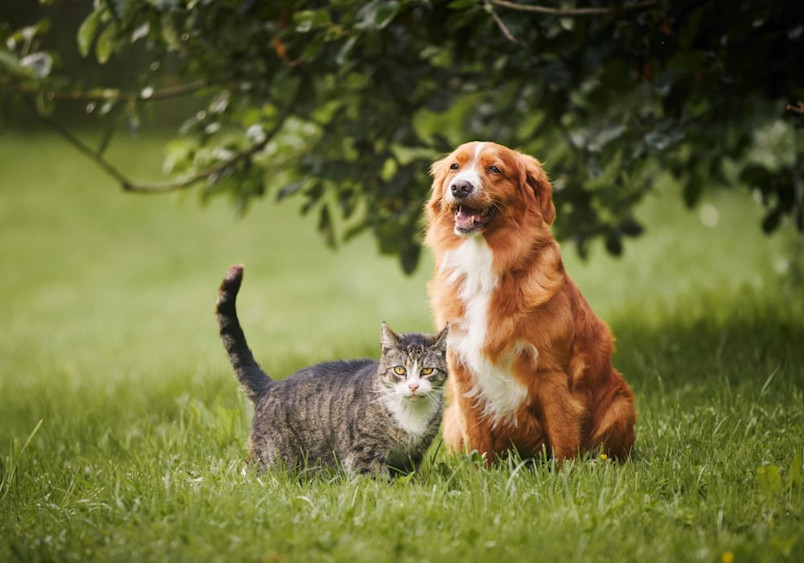 An unexpected pair of animal companions - a reddish-brown dog with white markings and a grey tabby cat sitting together peacefully in a lush green garden with leafy trees, demonstrating how pets can safely share outdoor spaces with pet-friendly plants and flowers
