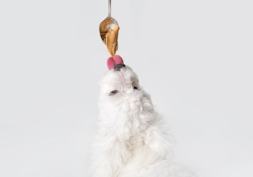 A white, long-haired dog with fluffy fur stretches upward to lick peanut butter dripping from a silver spoon against a clean white background.
