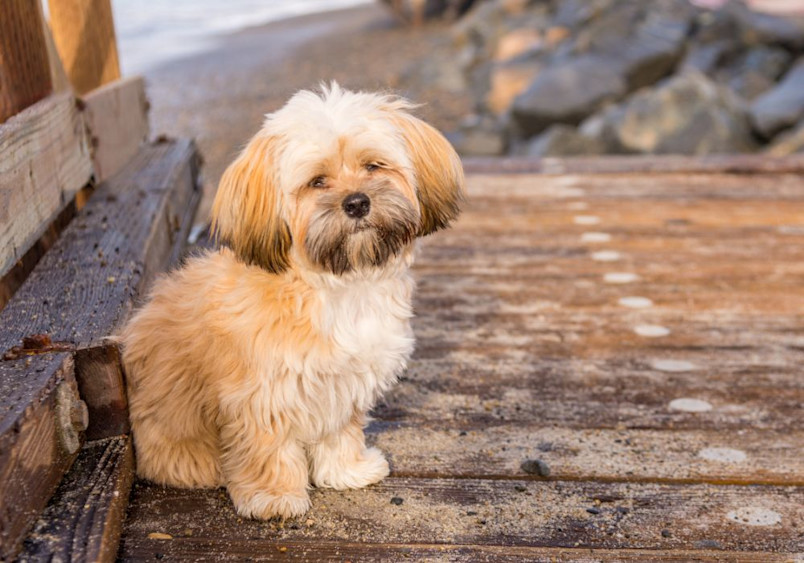 A fluffy, cream-colored Lhasapoo with a gentle expression sits calmly on a wooden deck near the water, displaying the charming blend of traits from both the Lhasa Apso and Poodle.