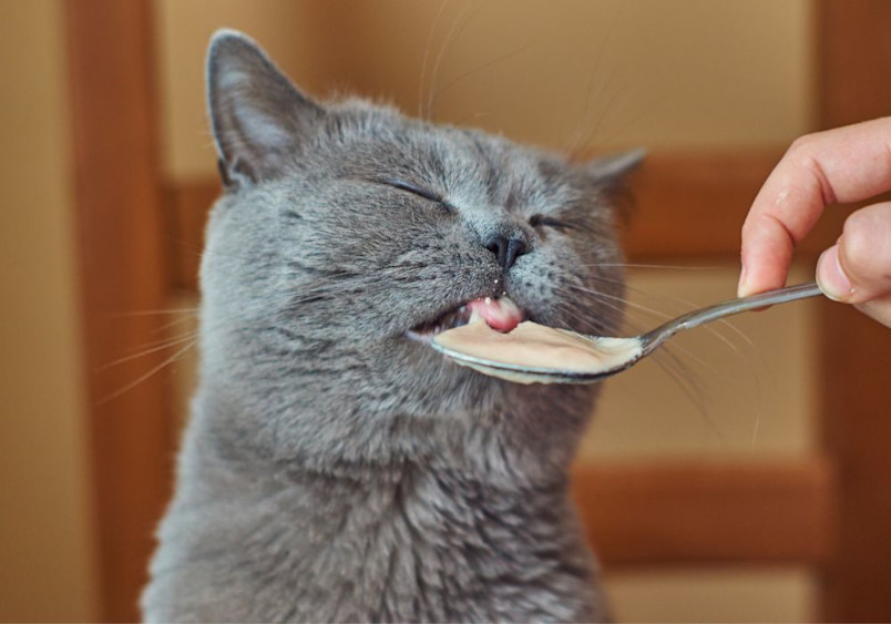 A gray cat is delightfully licking a spoon, enjoying a serving of wet food, with its eyes half-closed in contentment. Illustrating the importance of portion control and feeding routines.