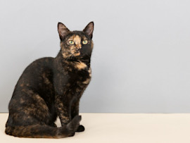 A sleek, short-haired tortoiseshell cat with a blend of black and orange fur sits upright against a neutral grey background, showcasing the unique coat pattern typical of this rare color variant.