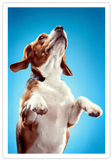 What is my dog saying?