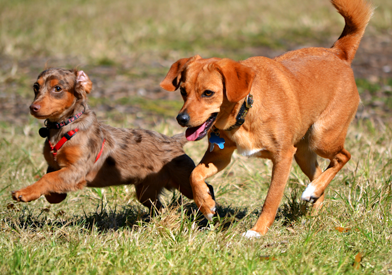 This Chiweenie or Chihuahua and Dachshund mix is seen racing with a Red Hound dog