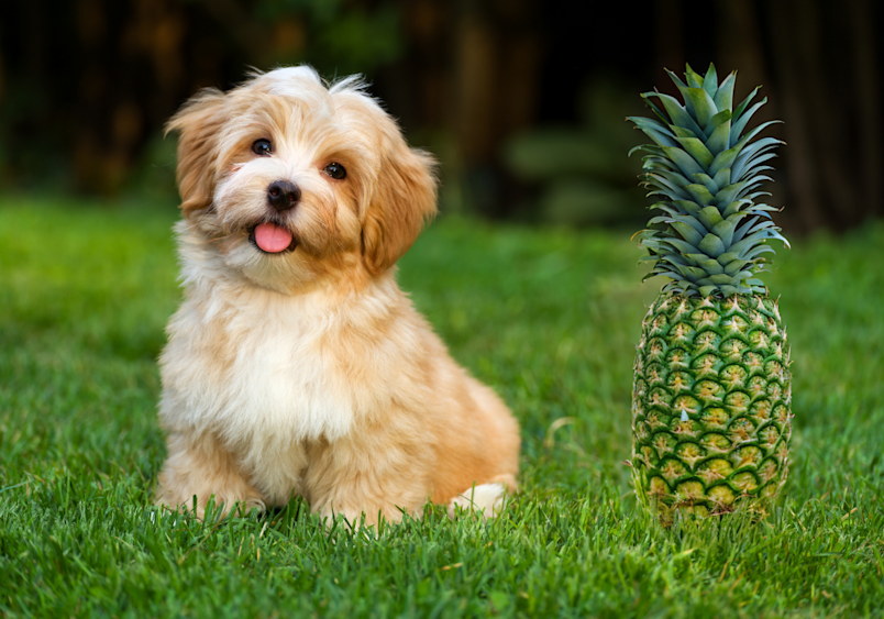 A small, fluffy dog sits on the grass next to a whole pineapple, looking curious with its tongue out.