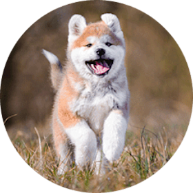 Akita dog breed