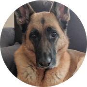 Arya the German Shepherd