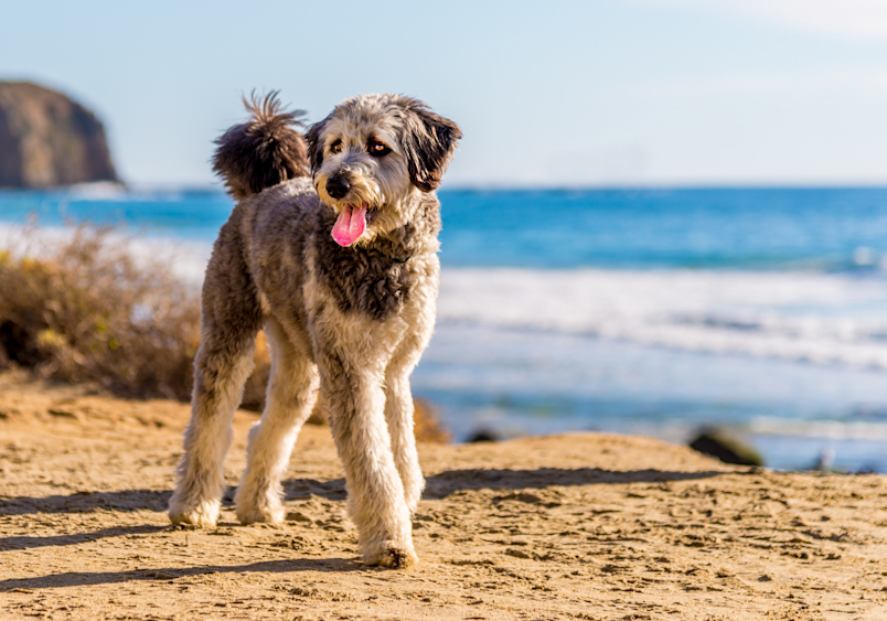 A cute aussiedoodle walking on a beach with no worries at all, because its owner got a pet insurance for him.