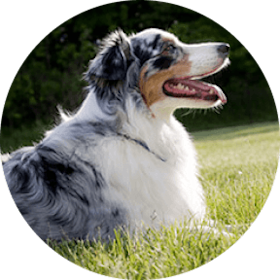 Australian Shepherd Dog Breed