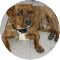 Pitbull Dog Insurance for Barron