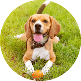 Beagle Dog Breed