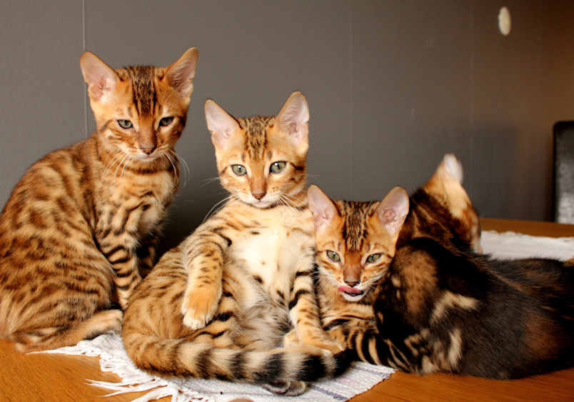 A family of Bengal cats, one of the most popular and sought-after breeds, showcase their distinctive leopard-like spotted coats and striking golden eyes while lounging together, exemplifying why they're considered among the prettiest exotic breeds.